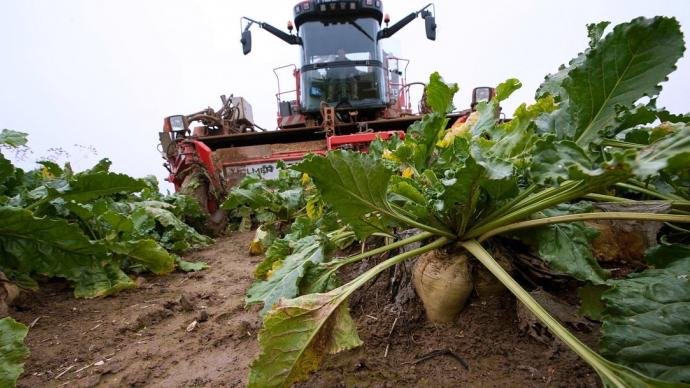 Néonicotinoïdes : l’État accélère le déploiement d’alternatives et accompagnera la filière betterave à sucre