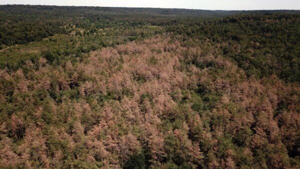 Les arbres meurent de soif